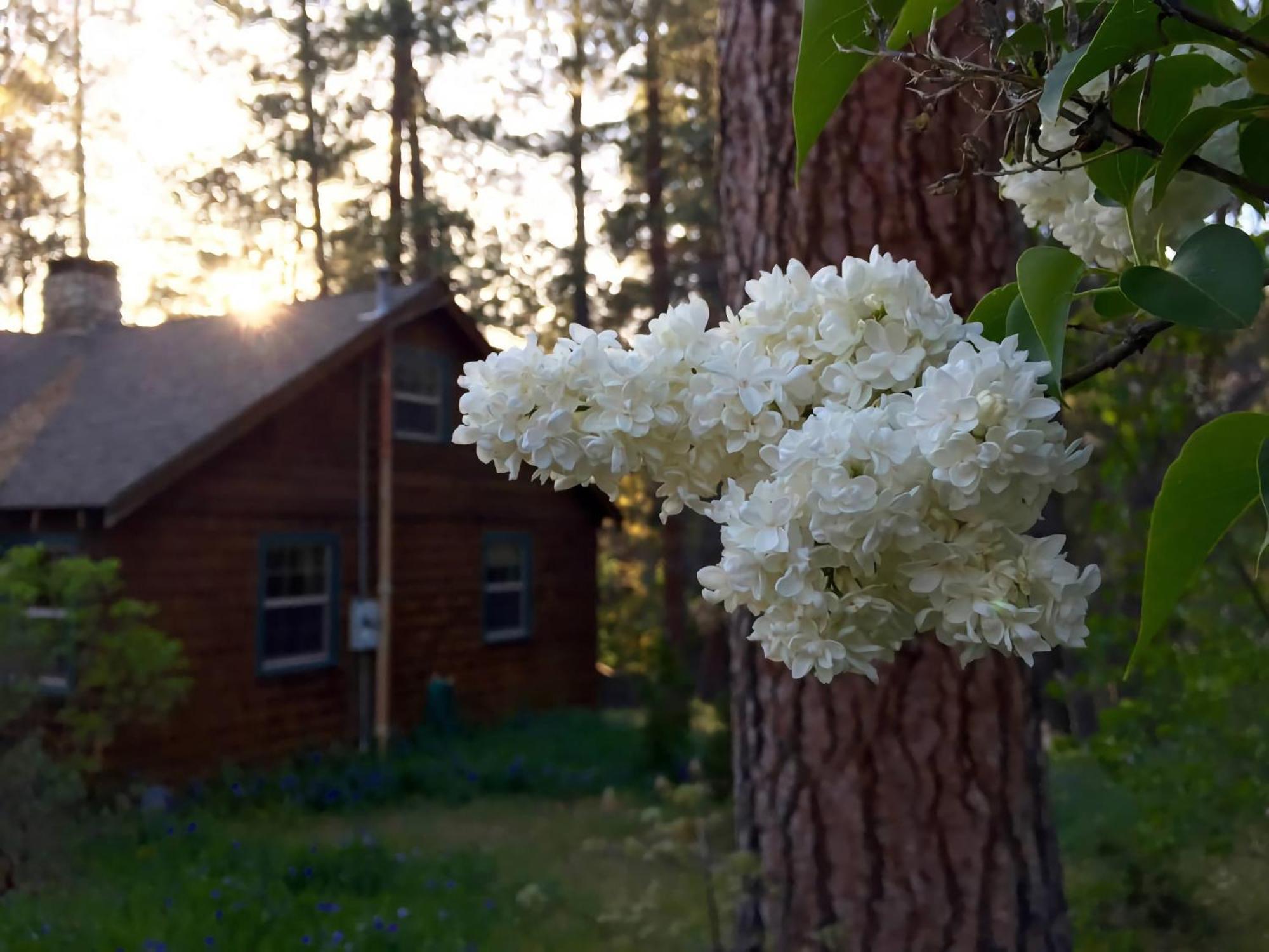Ahwahnee-Be Vintage Cabin - Walk To Town! Idyllwild Exterior foto