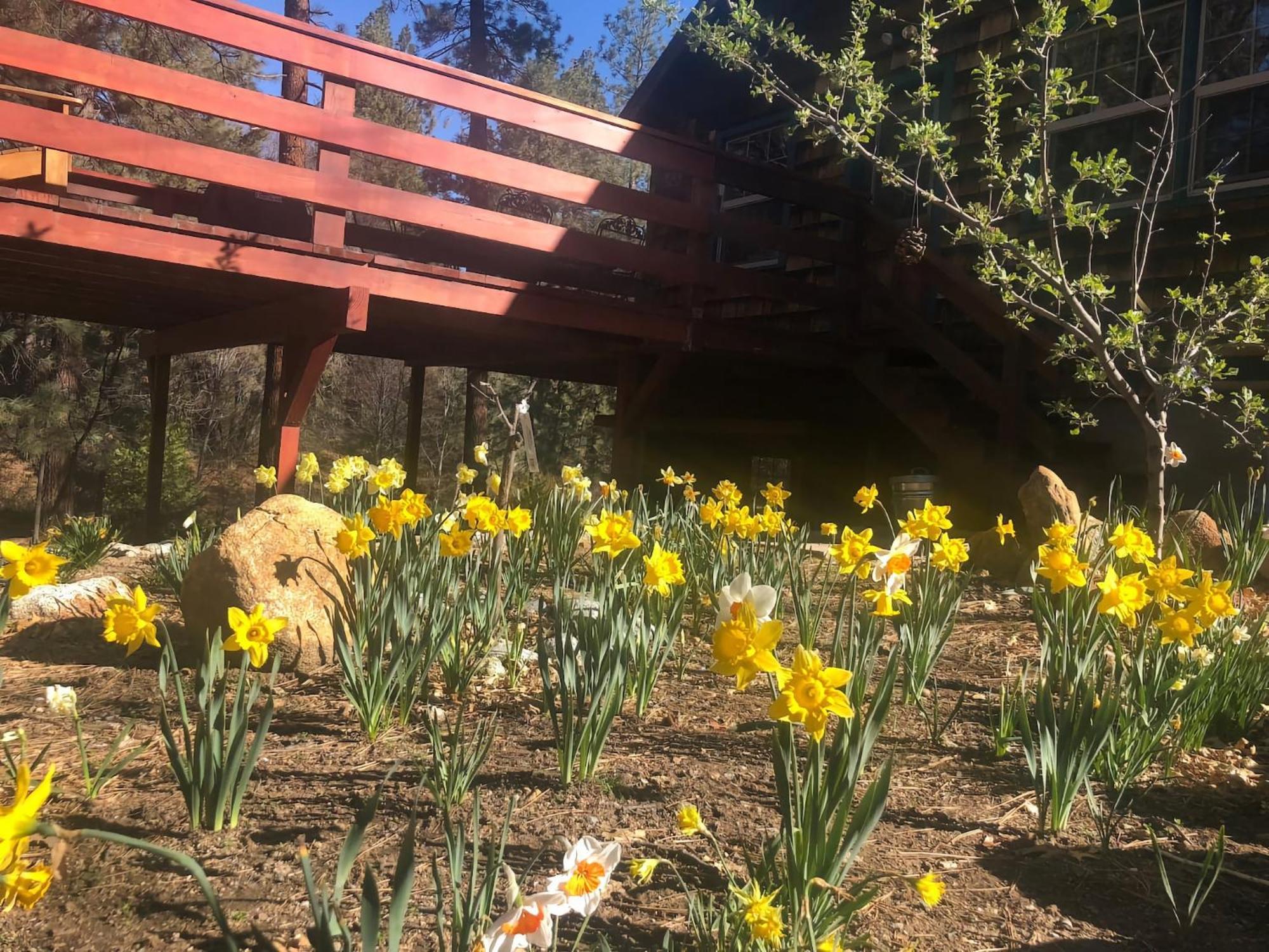 Ahwahnee-Be Vintage Cabin - Walk To Town! Idyllwild Exterior foto